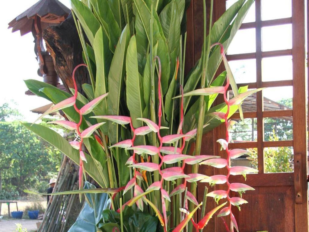 Burilamplai Resort Thung Yai Luaran gambar
